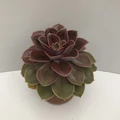 Fás kövirózsa ECHEVERIA KERÁMIÁBAN CS15