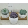 Fás kövirózsa ECHEVERIA KERÁMIÁBAN CS15