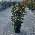Örökzöld liliomfa   MAGNOLIA GRANDIFLORA GALLISSONIENSIS PRAECOX 100/125 K18