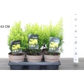 Japán kecskerágó EUONYMUS JAPONICUS HAPPINESS 20/25 CS15
