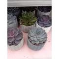 Fás kövirózsa ECHEVERIA KERÁMIÁBAN