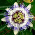 Golgotavirág   PASSIFLORA PIRAMIS 50/70CM K4