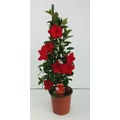 Tölcsérjázmin   SUNDAVILLE PIRAMIS 75CM K4