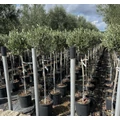Olajfa OLEA EUROPAEA T1/2 K10