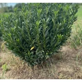 Babérmeggy PRUNUS LAUROCERASUS GAJO 40/60*