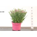 Kerti szegfű DIANTHUS CARYOPHYLLUS PINK KISSES CS19