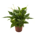 Vitorlavirág SPATHIPHYLLUM CS13