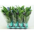 Vitorlavirág SPATHIPHYLLUM CS13
