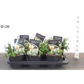 Kúszó lonc LONICERA CRASSIFOLIA LITTLE HONEY 15/20 CS17