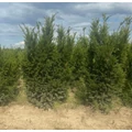 Oszlopos tiszafa TAXUS MEDIA GROENLAND 100/125*