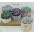 Fás kövirózsa ECHEVERIA KERÁMIÁBAN CS13