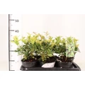 Felemáslevelű illatcserje   OSMANTHUS HETEROPHYLLUS GOSHIKI 20/25 K2