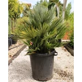 Törpe lószőrpálma CHAMAEROPS HUMILIS COMPACTA K30