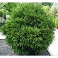 Törpe japán szugifenyő  CRYPTOMERIA JAPONICA GLOBOSA NANA 60/80 K35