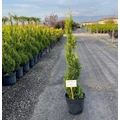Arany lombú leyland ciprus CUPRESSOCYPARIS LEYLANDII CASTLEWELLAN GOLD SPIRÁL 100/120 K18   
