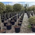 Közönséges magyal   ILEX AQUIFOLIUM ARGENTEOMARGINATA T1/2 50/60 K45