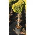 Arany lombú leyland ciprus CUPRESSOCYPARIS LEYLANDII GOLD RIDER T1/2 40/50 K25