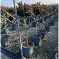 Örökzöld korallberkenye   PHOTINIA FRASERI LITTLE RED ROBIN T1/2 K12