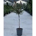 Örökzöld korallberkenye   PHOTINIA FRASERI PINK MARBLE T1/4 EXTRA K10