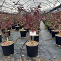 Japán juhar   ACER PALMATUM BLOODGOOD 100/125 K15