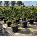 Chilei fenyő   ARAUCARIA ARAUCANA 100/110 K35