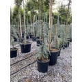 Kék csüngő atlasz cédrus CEDRUS ATLANTICA GLAUCA PENDULA 125/150 K18