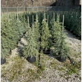 Himalájai cédrus   CEDRUS DEODARA 80/100 K10