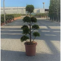 Arany lombú leyland ciprus CUPRESSOCYPARIS LEYLANDII CASTLEWELLAN GOLD POM-PON K9