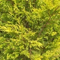 Arany lombú leyland ciprus CUPRESSOCYPARIS LEYLANDII CASTLEWELLAN GOLD 3 GÖMB 120/+ K14
