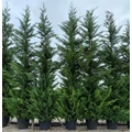 Leyland ciprus   CUPRESSOCYPARIS LEYLANDII 300/350 K55