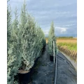 Oszlopos, kék arizóniai ciprus CUPRESSUS ARIZONICA FASTIGIATA 150/175 K15