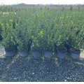 Japán kecskerágó   EUONYMUS JAPONICUS 40/+ K5
