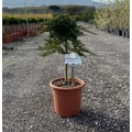 Henye boróka   JUNIPERUS HORIZONTALIS PRINCE OF WALES T1/4 K9