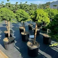 Japán törpeboróka   JUNIPERUS PROCUMBENS NANA T60 K15