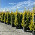 Arany lombú leyland ciprus CUPRESSOCYPARIS LEYLANDII GOLD RIDER 175/200 K25