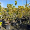 Kínai júdásfa   CERCIS CHINENSIS AVONDALE 150/175 K50/70