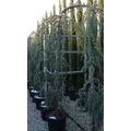 Kék csüngő atlasz cédrus CEDRUS ATLANTICA GLAUCA PENDULA 250/300 16/18 K60