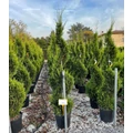 Arany lombú leyland ciprus CUPRESSOCYPARIS LEYLANDII CASTLEWELLAN GOLD SPIRÁL 140/160 K25
