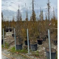 Oszlopos gyertyán   CARPINUS BETULUS PYRAMIDALIS 300/350 K70