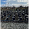 Gömb szivarfa   CATALPA BIGNONIOIDES NANA T1/2 10/12 K25