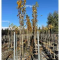 Oszlopos tulipánfa   LIRIODENDRON TULIPIFERA FASTIGIATUM T200 10/12 K30