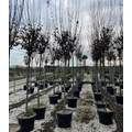 Vérszilva    PRUNUS CERASIFERA PISSARDI T200 14/16 K70