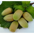 Mogyoró CORYLUS AVELLANA LANG TIDLIG ZELLER 80/100 K6