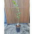 Mogyoró CORYLUS AVELLANA LANG TIDLIG ZELLER 80/100 K6