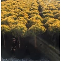 Aranylombú havasi törpefenyő  PINUS MUGO CARSTEN'S WINTERGOLD T50 25/30 K11