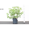 Tarkalevelű rózsalonc WEIGELA FLORIDA NANA VARIEGATA 50/60 K4,6