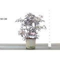 Bordó levelű bodza SAMBUCUS NIGRA BLACK LACE 40/50 K3