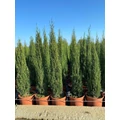 Európai ciprus   CUPRESSUS SEMPERVIRENS TOTEM 100/125 K9