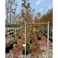 Amerikai ámbrafa   LIQUIDAMBAR STYRACIFLUA 3 TÖRZS 200/250 K35 