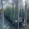 Oszlopos, kék arizoniai ciprus CUPRESSUS ARIZONICA FASTIGIATA 175/200 K18